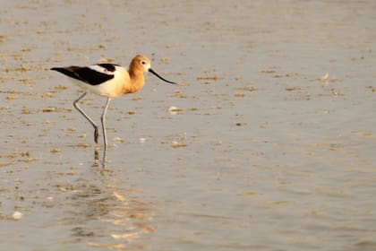 La caída más pronunciada se registró en la avoceta americana, con una disminución anual cercana al 10%