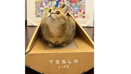 La caja aguantaría a un gato de hasta 15 kilos