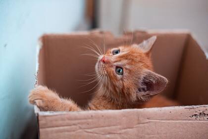 La caja de cartón reduce el estrés y aporta seguridad para los gatos, según el veterinario