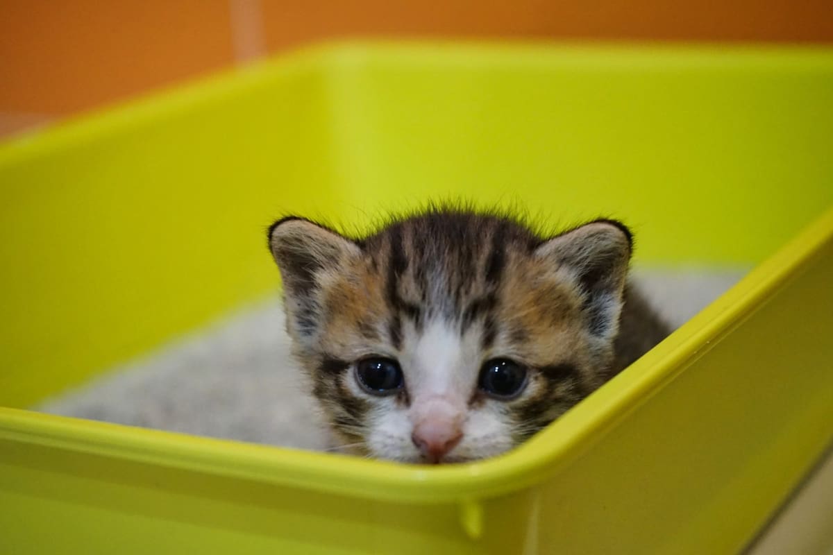 La caja es el lugar indicado para que los gatos realicen sus necesidades fisiológicas