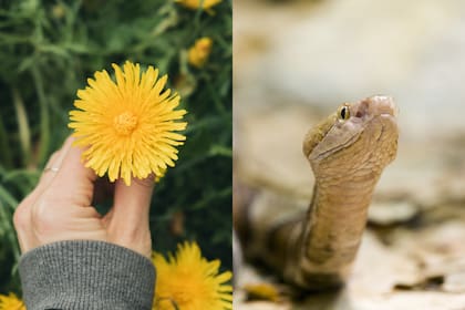 La caléndula destaca por su olor intenso como opción natural de disuasión de serpientes