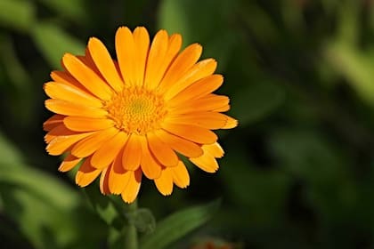La caléndula es rica en carotenoides