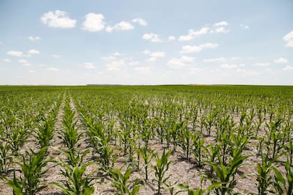 La calidad de implantación y la uniformidad de emergencia son factores clave para que cada planta exprese su máximo potencial productivo.
