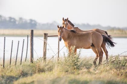 La calidad de los caballos argentinos es reconocida en todo el mundo