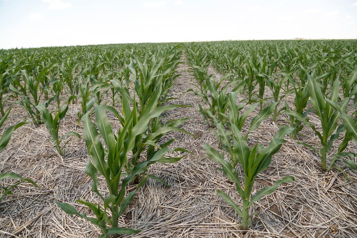 La calidad de siembra y el manejo agronómico aparecen como factores decisivos para mejorar la eficiencia