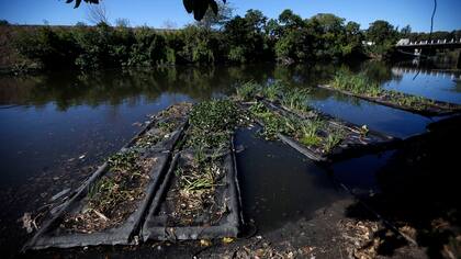 La calidad del agua mejora por las balsas con plantas, lo que facilita la llegada de animales
