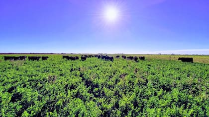 La calidad genética es muy importante, pero debe ser complementada con muy buena sanidad para alcanzar la mayor eficiencia de producción y disminuir la mortandad
