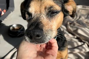 La calle deja marcas y un gesto puede cambiar la vida de muchos animales que sufren
