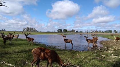 La cámara del sector asegura que las demoras administrativas paralizan exportaciones, afectan a cotos de caza y criaderos y generan pérdidas económicas para toda la actividad