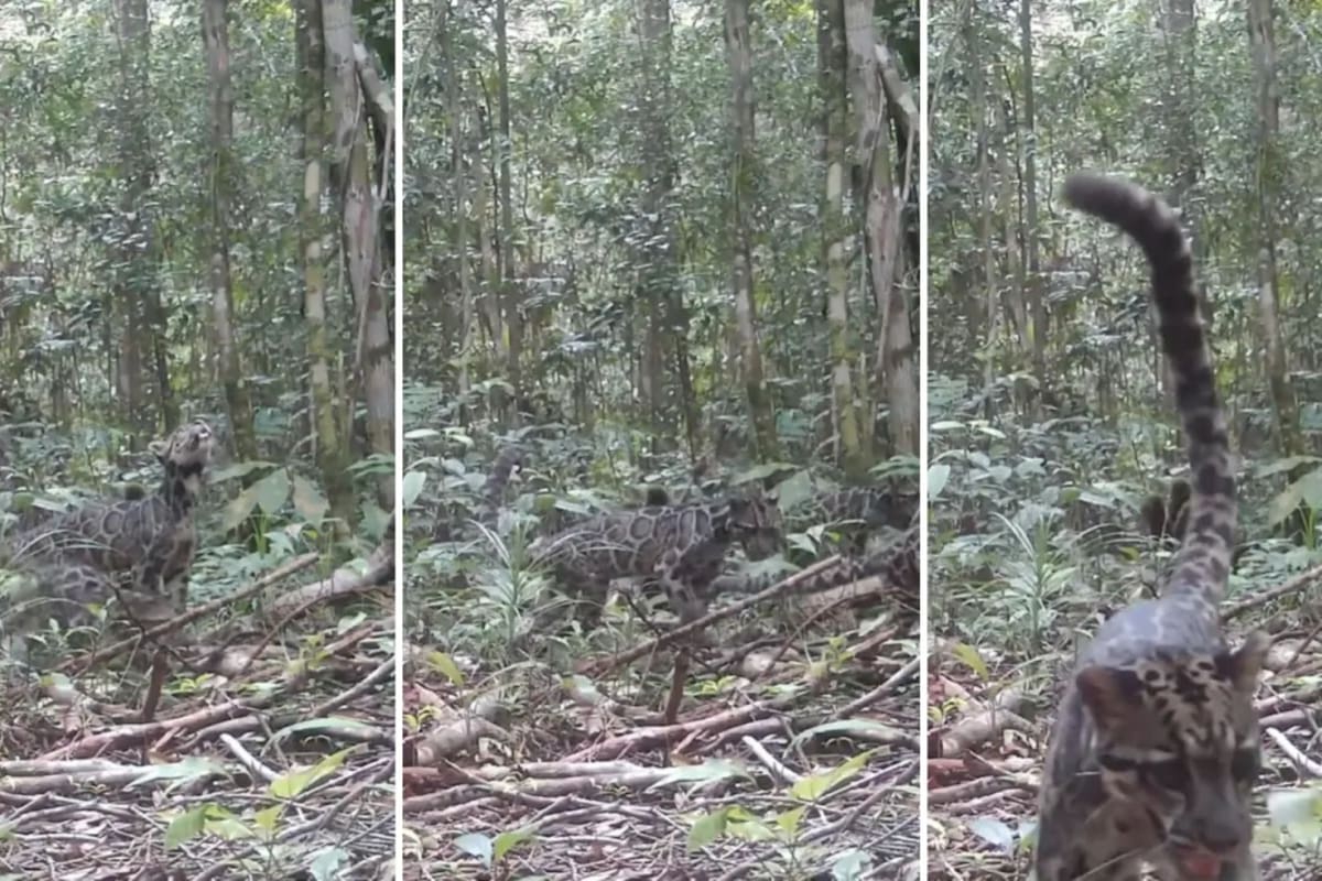 La cámara registró imágenes de una madre leopardo nublado con sus dos crías, un hecho nunca antes documentado