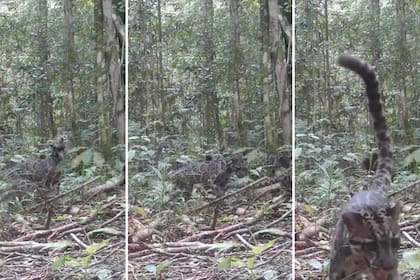 La cámara registró imágenes de una madre leopardo nublado con sus dos crías, un hecho nunca antes documentado