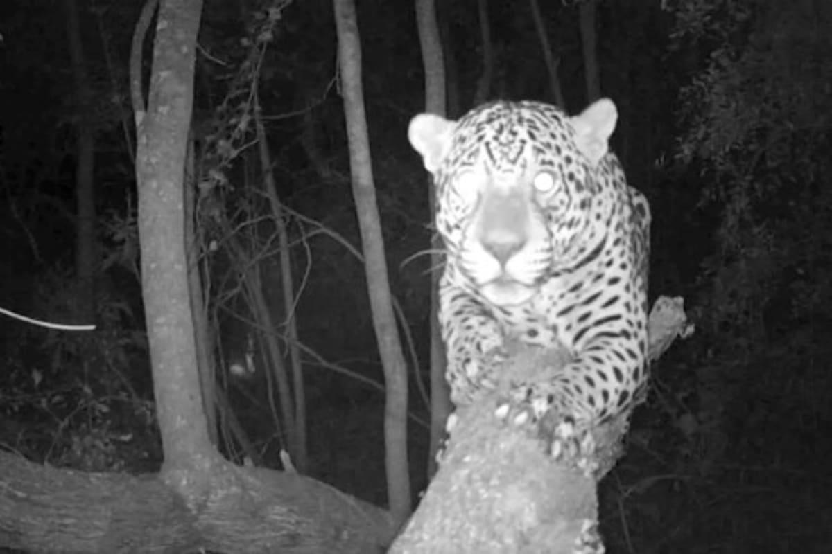 La cámara trampa instalada en el interior del parque El Impenetrable permite captar un extraordinario primer plano de Qaramta.