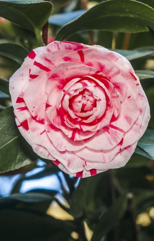 La Camelia Japonica es la más común