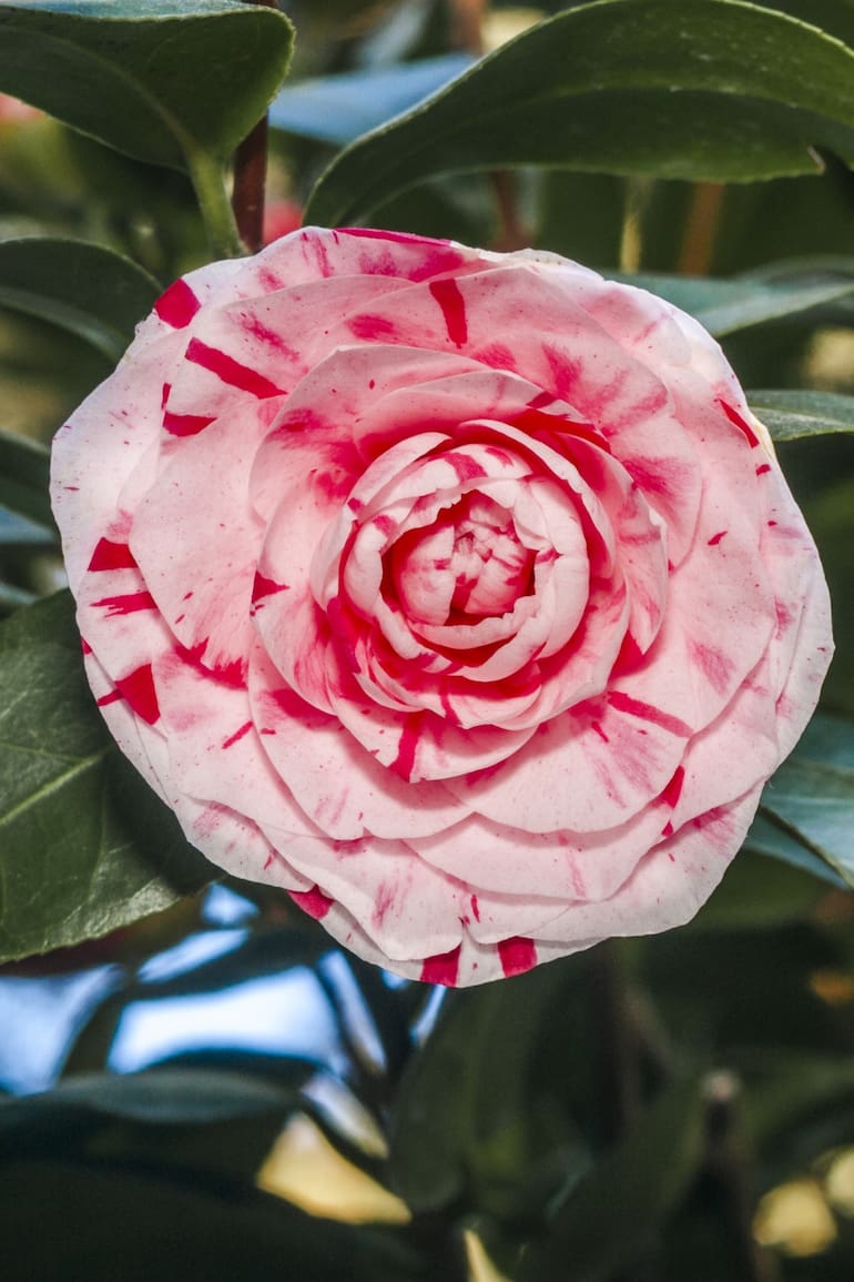La Camelia Japonica es la más común