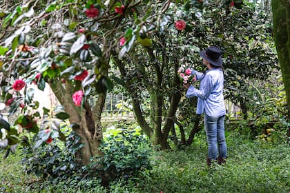 La camelia japónica es la reina indiscutida del invierno