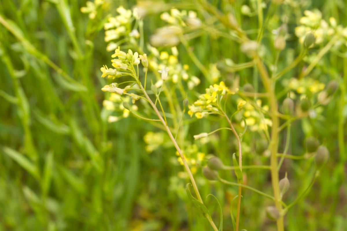 La camelina sativa es rica en aceite