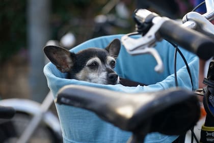 La caminata busca recaudar fondos para brindar refugio y atención a los animales de Fort Lauderdale que estén en la calle