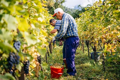 La ‘caminata del granjero’ hace referencia al movimiento de llevar objetos pesados, como baldes, herramientas o productos que hace el trabajador agrícola mientras emprende caminos de largas distancias