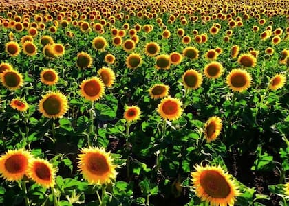 La campaña 2023/24 no sería la mejor para el girasol