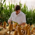 la flexibilidad gana terreno en la elección de híbridos para maximizar rindes