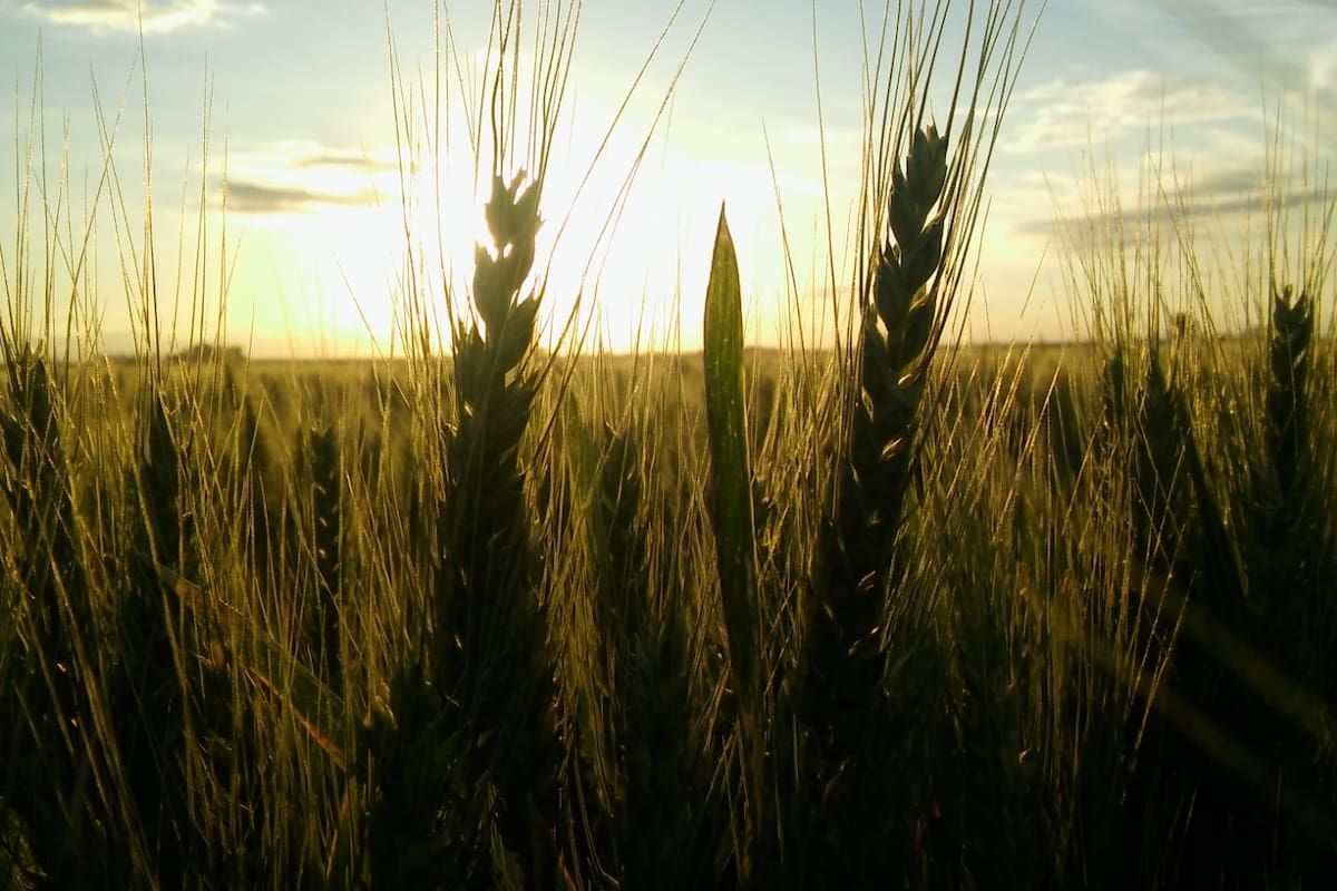 La campaña fina y la gruesa pueden representar una revancha tras la sequía