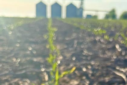 La campaña se inició con buena recarga de humedad