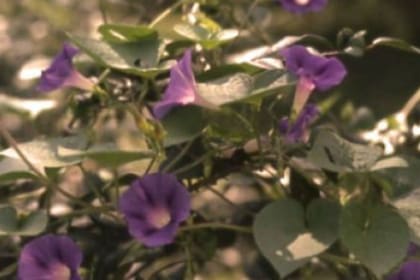 La campanilla o gloria de la mañana , de maleza a curar el Parkinson