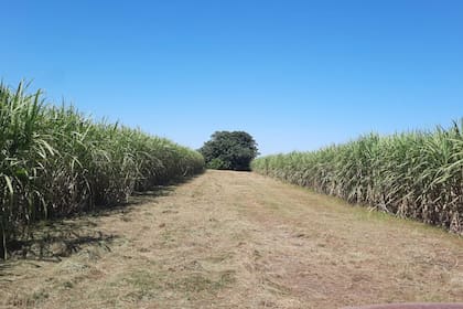 La caña de azúcar, clave para el NOA