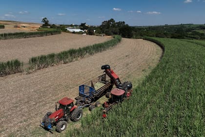 La caña de azúcar es uno de los cultivos con los que se elabora etanol (AP foto/Andre Penner)