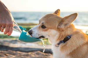 La cantidad de agua que tiene que consumir un perro depende de su peso, tamaño, edad, condiciones climáticas y actividad diaria
