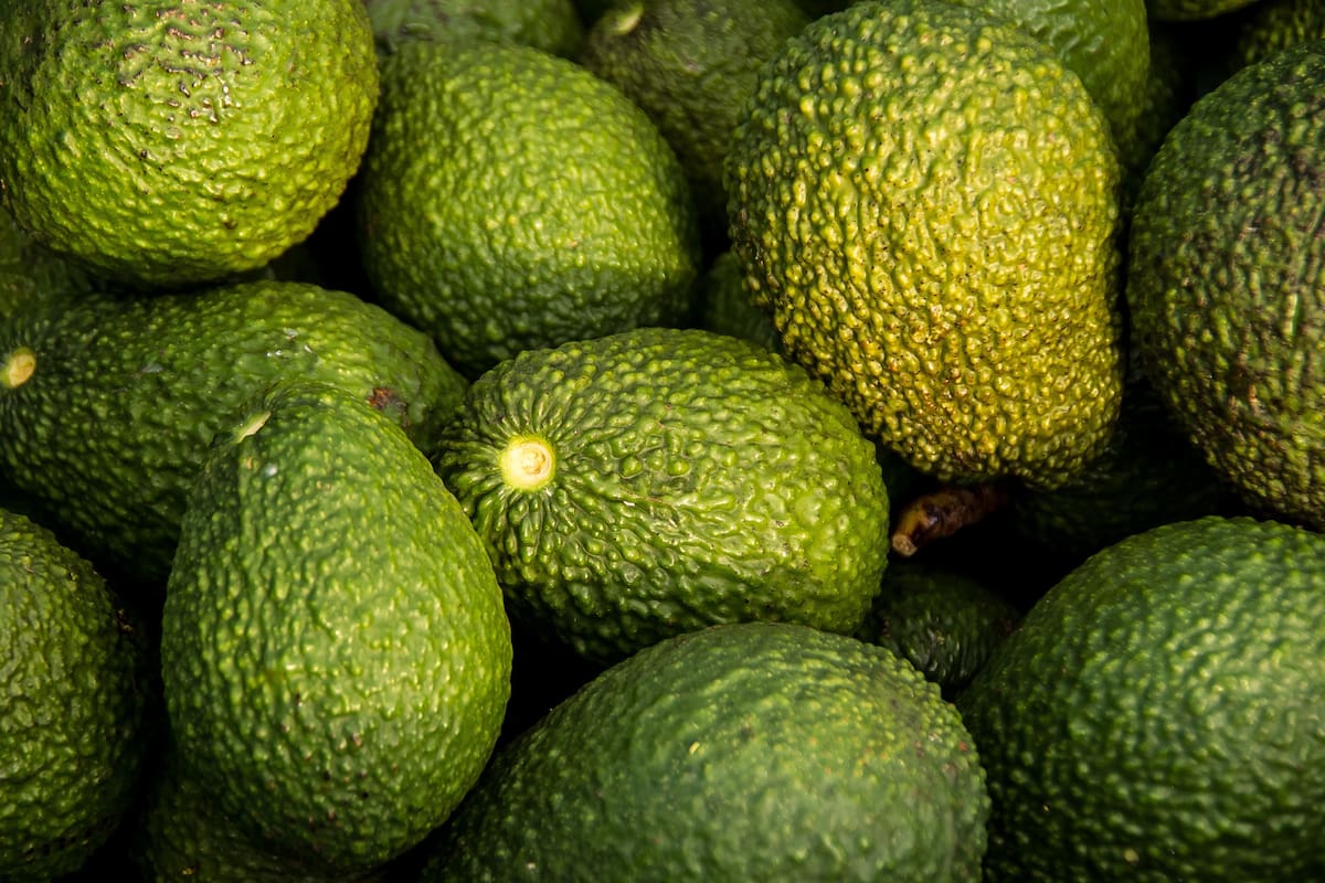 La cantidad de años que un paltero tarda en dar sus frutos va a depender del método de plantación del mismo