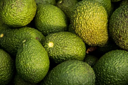 La cantidad de años que un paltero tarda en dar sus frutos va a depender del método de plantación del mismo