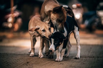 Cuando fue interrogado por la justicia argentina, Kutschman dijo que se dedicaba a la “protección de animales” junto con su esposa