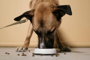 La cantidad de veces que un animal debe ser alimentado varía según su edad, peso y patologías