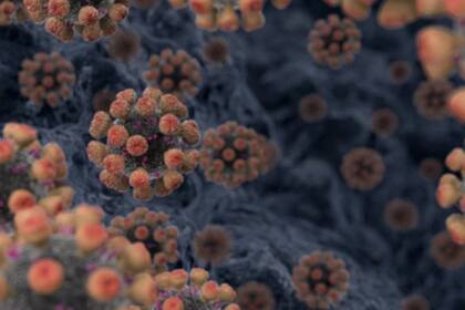 La cantidad máxima del virus se concentra en el cuerpo antes de que el infectado se sienta enfermo y, por lo tanto, es más susceptible de contagiar a otros.