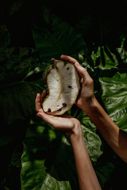 La capacidad antiinflamatoria de la graviola es otro beneficio notable, ya que los antioxidantes presentes ayudan a reducir la inflamación crónica en el organismo