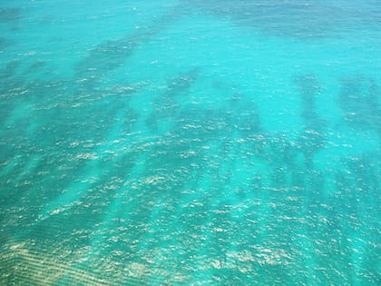 La capacidad de reproducción del pez león es muy superior a la de sus víctimas, por lo que la presencia de este depredador en el mar Caribe es especialmente alarmante