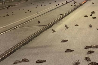 La capital italiana amaneció con alguna de sus calles alfombradas de pájaros muertos