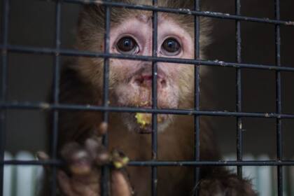 La captura y tráfico de especies amenazadas y la destrucción de ecosistemas facilita los "derrames" o "desbordamientos": el pasaje de virus de animales a humanos