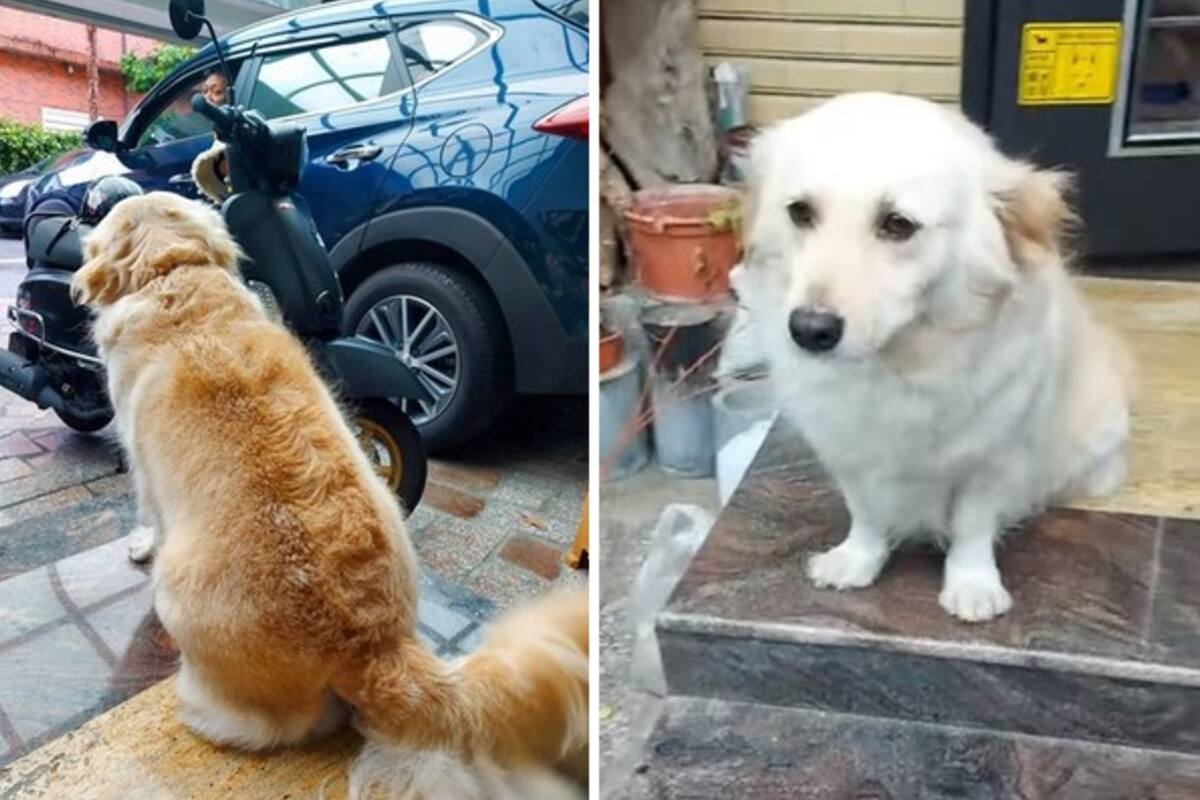 La cara del animal cuando uno de sus dueños tiene que ir a su empleo conmovió a los seguidores de su página de Facebook y se volvió viral