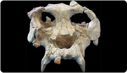 La cara oculta de Pierolapithecus