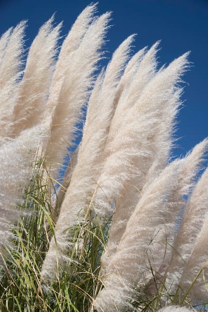 La característica Cortaderia selloana con sus blancos penachos