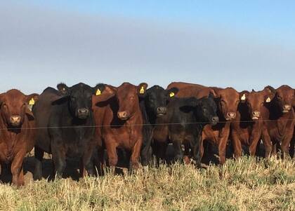 La carne bovina registró en junio “un notable repunte en la producción, con un aumento interanual del 12%”