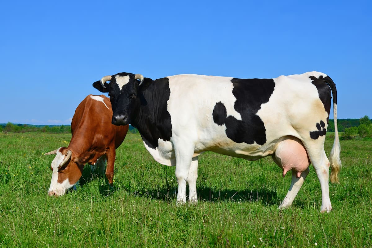 La carne de laboratorio toma células de un animal y las reproduce in vitro para generar el tejido muscular comestible, lo que evita tener que matar al animal