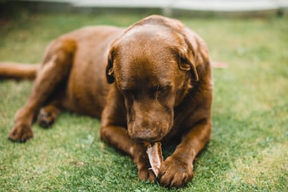 La carne es uno de los alimentos que consumen los perros y gatos (Foto Pexels)