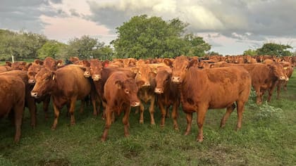 La carne vacuna se encareció un 13,3% por encima de la inflación