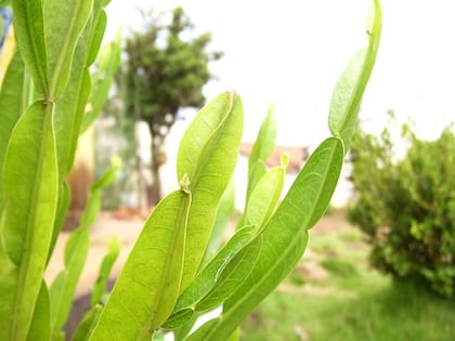 La carqueja tiene propiedades antiparasitarias