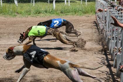 La carrera de galgos es ilegal en nuestro país desde el 2016.