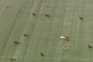 La carrera de perros salchicha que es furor en la liga canadiense