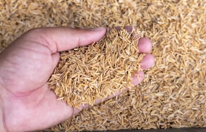La cáscara de arroz protege el grano de la humedad y las pestes, y tiene potencial como un producto de construcción versátil y sustentable